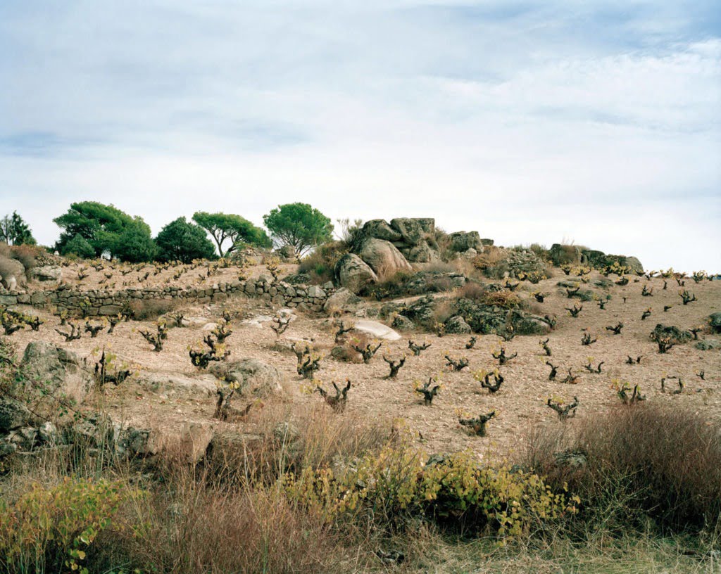 Bush Vines