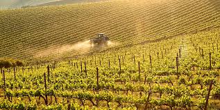 Vineyards Geografico
