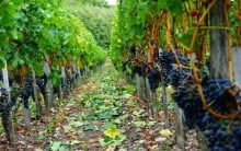 Vignobles Pere-Verge