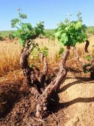 Spice Route Bush Vines
