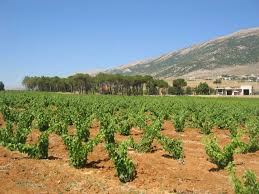 Chateau Musar