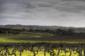d'Arenberg Winery