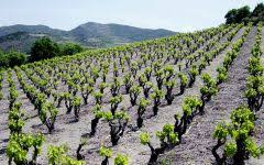Vineyards Mas Janeil