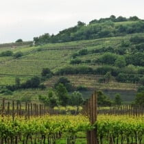 Nardello Vini